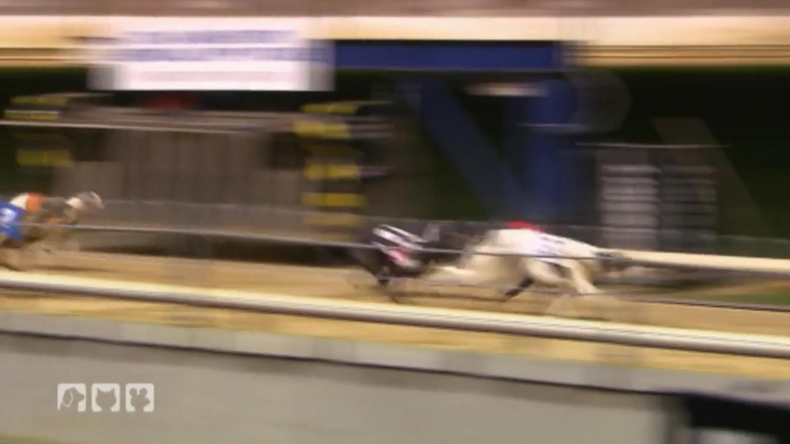 Frank Weber rettet irische Windhunde Frank Weber rettet irische Windhunde