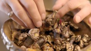 Hans Neuner hat Percebes (Entenmuscheln) dabei Hans Neuner hat Percebes (Entenmuscheln) dabei