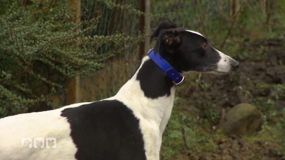 In Irlands Dog Pounds werden Greyhounds getötet In Irlands Dog Pounds werden Greyhounds getötet