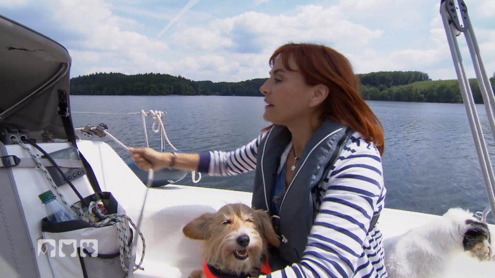 Darauf muss man beim Segeln mit Hund achten Darauf muss man beim Segeln mit Hund achten