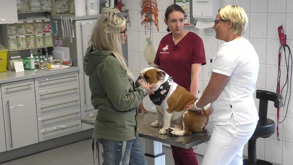 Große Sorge um Bulldogge Louise Große Sorge um Bulldogge Louise