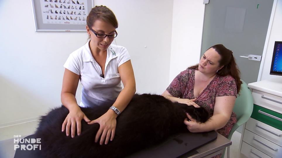 Hündin Mona muss zur Physiotherapie Hündin Mona muss zur Physiotherapie
