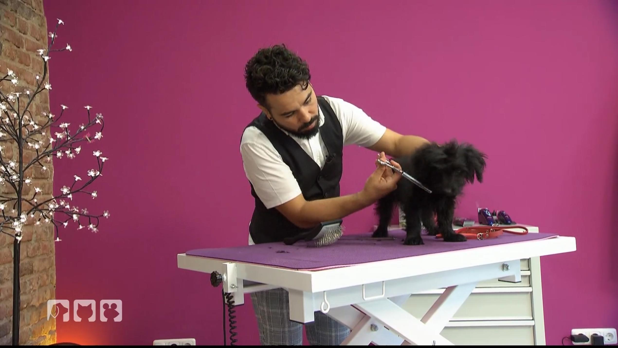 Hundefrisör war gestern Hundefrisör war gestern