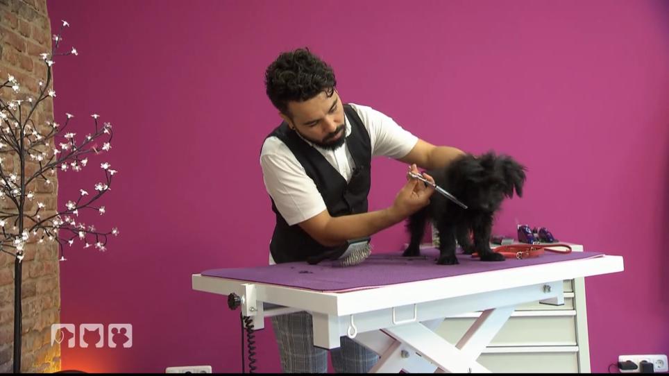 Hundefrisör war gestern Hundefrisör war gestern