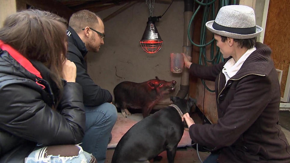Hier fühlen sich die Schweinchen sauwohl Hier fühlen sich die Schweinchen sauwohl