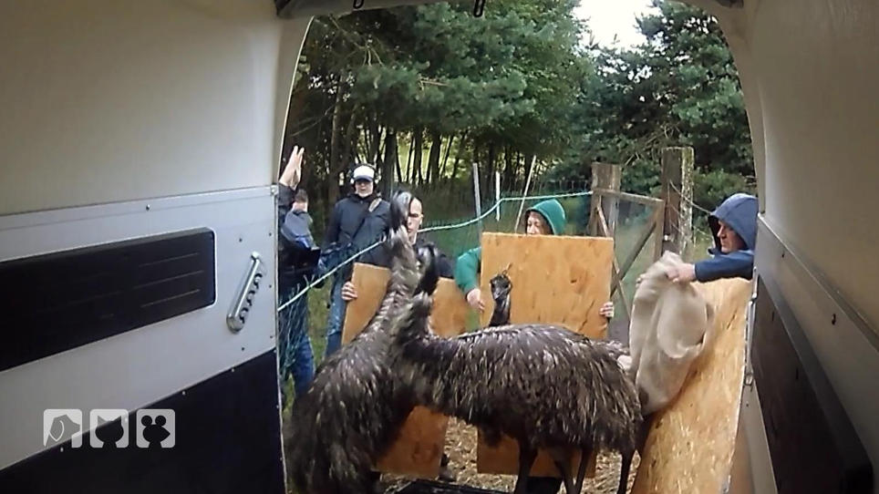 Die Emus leisten Widerstand beim Einfangen Die Emus leisten Widerstand beim Einfangen