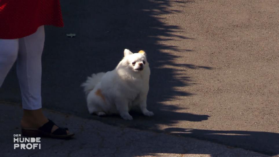 Chihuahua Joel ist aggressiv bei anderen Hunden Chihuahua Joel ist aggressiv bei anderen Hunden
