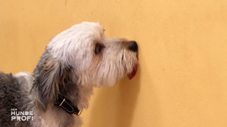 Terrier-Mischling Henry leckt stundenlang die Wand ab Terrier-Mischling Henry leckt stundenlang die Wand ab
