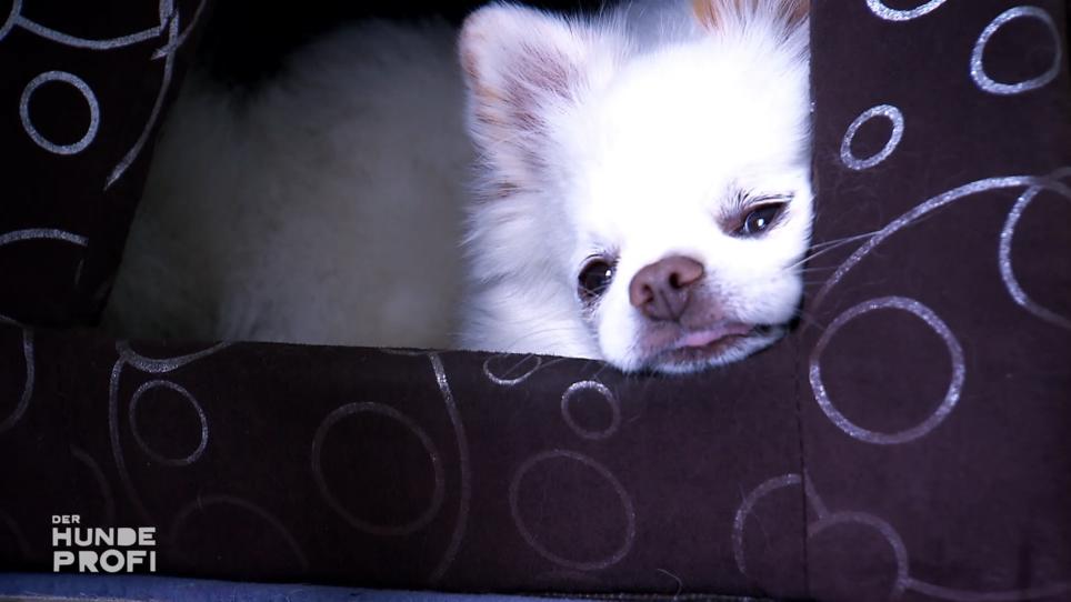 Wie geht es Chihuahua Joel bei Familie Stöcker? Wie geht es Chihuahua Joel bei Familie Stöcker?