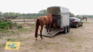 Andrea besucht Lena und ihre Dressurstute Ruby Andrea besucht Lena und ihre Dressurstute Ruby