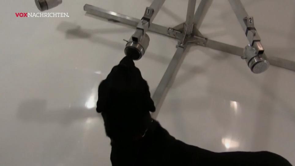 Hunde können Leben retten Hunde können Leben retten