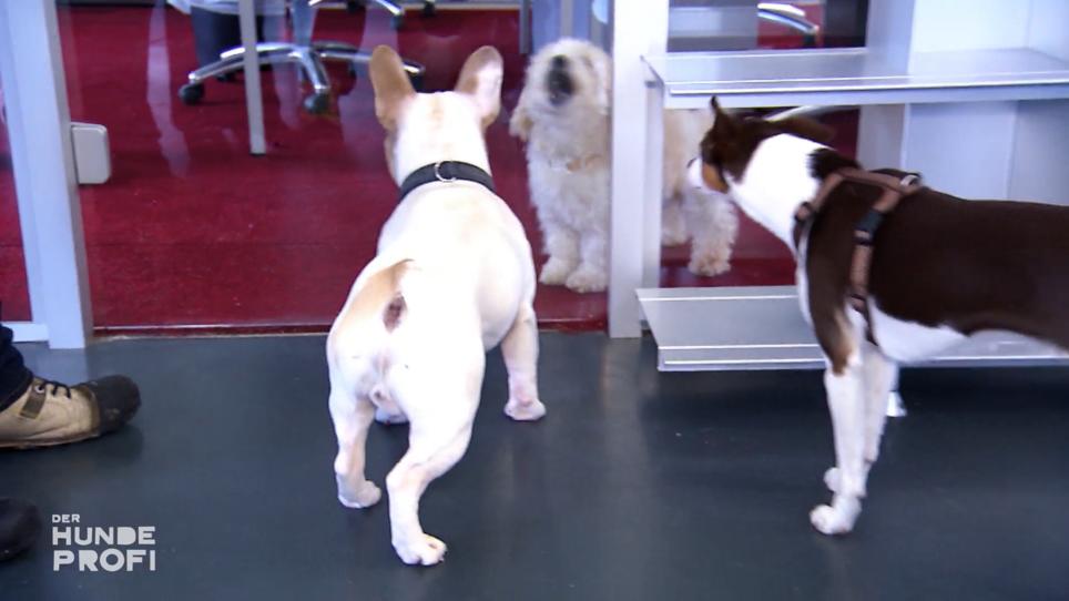 Bürohhunde sind ein Traum – solange sie sich verstehen Bürohhunde sind ein Traum – solange sie sich verstehen