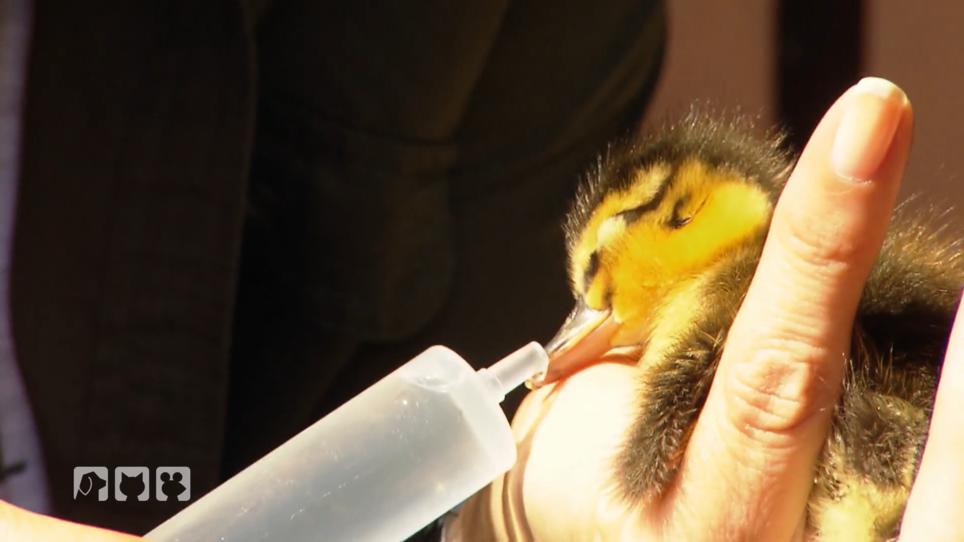 Eichhorn begleitet Stefan Bröckling bei der Tierrettung Eichhorn begleitet Stefan Bröckling bei der Tierrettung