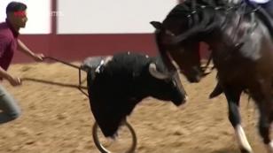 Keine Stierhatz Keine Stierhatz