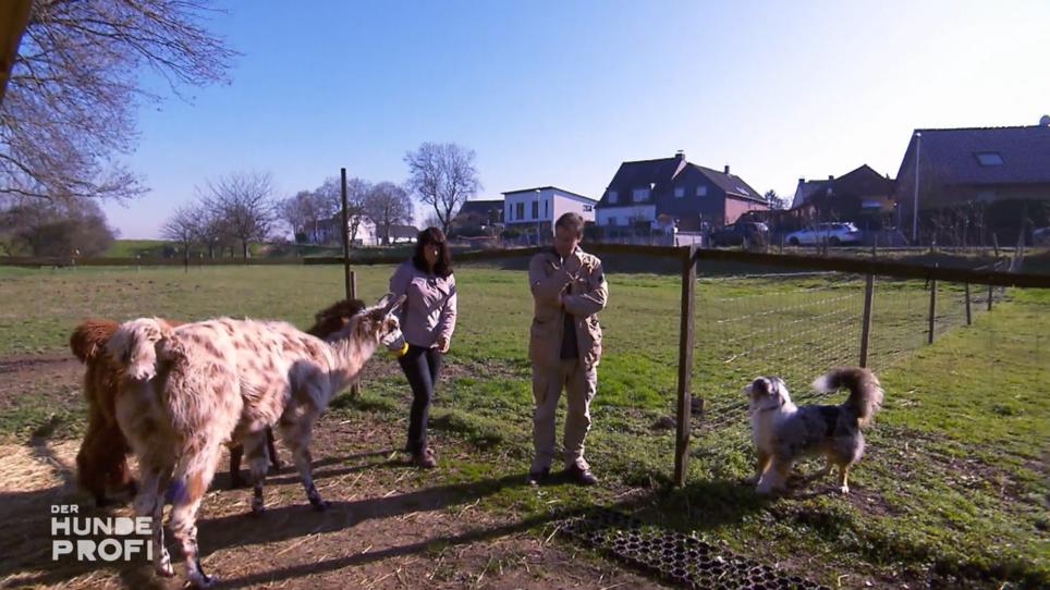 Australian Shepherd Balu jagt Frauchens Lamas Australian Shepherd Balu jagt Frauchens Lamas