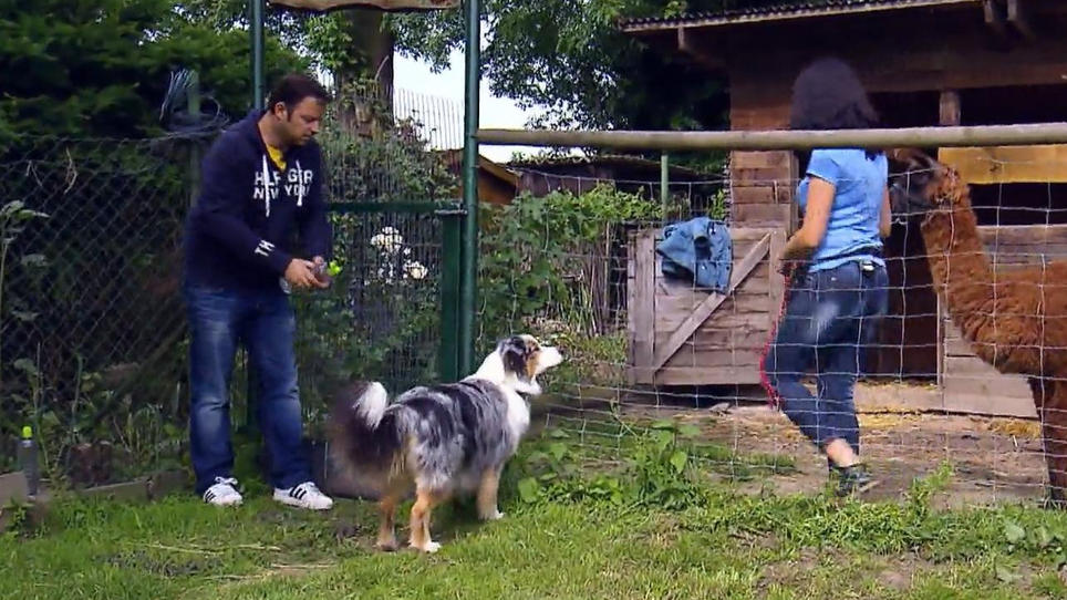Heute ist der Hundeprofi schwer bewaffnet Heute ist der Hundeprofi schwer bewaffnet