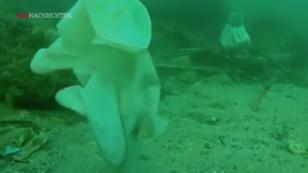 Aus dem Meer frisch auf den Tisch Aus dem Meer frisch auf den Tisch