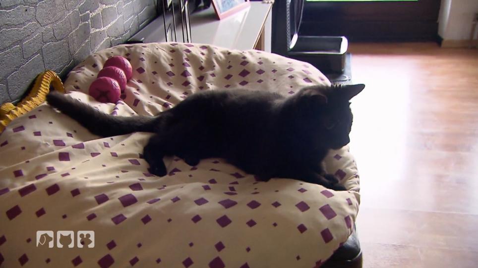 Katze Mauzi geht es sehr schlecht Katze Mauzi geht es sehr schlecht