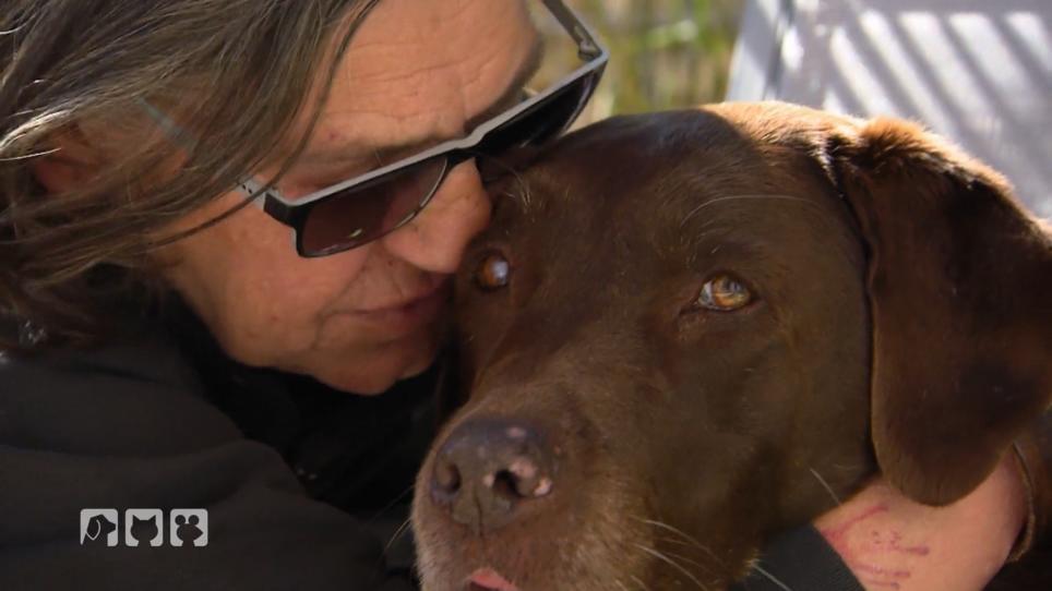 Labrador-Hündin Käthe hat Schmerzen Labrador-Hündin Käthe hat Schmerzen