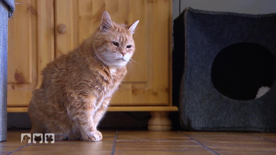 Wenn Katzen alt werden Wenn Katzen alt werden