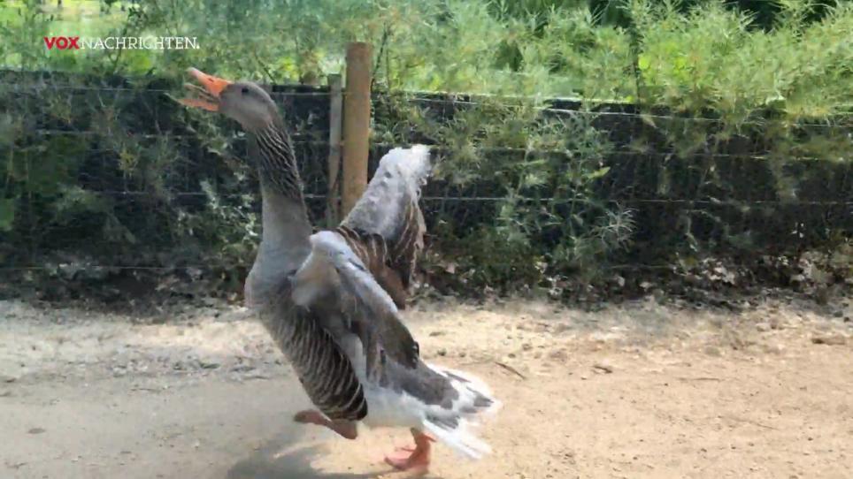 Die Nilgänse sind los Die Nilgänse sind los