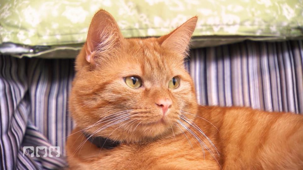 Was ist los mit Kater "Simba"? Was ist los mit Kater "Simba"?