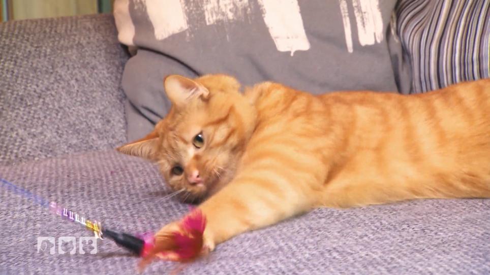 Hilfe für "Simba" Hilfe für "Simba"
