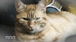 Ein Freund für Kater "Simba" Ein Freund für Kater "Simba"