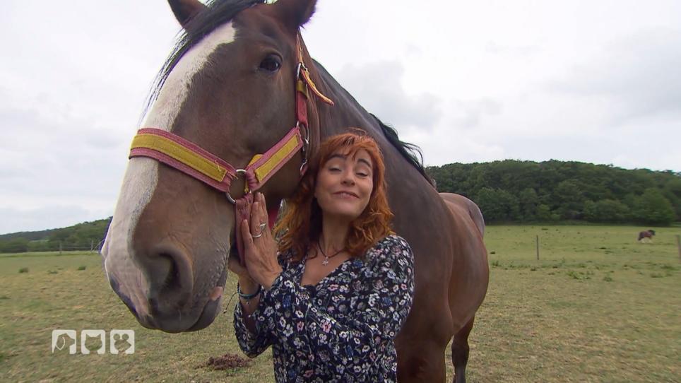 Diana lässt sich von Shire Horses verzaubern Diana lässt sich von Shire Horses verzaubern