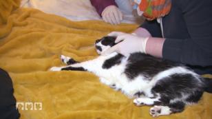 Eine Katze in Not Eine Katze in Not