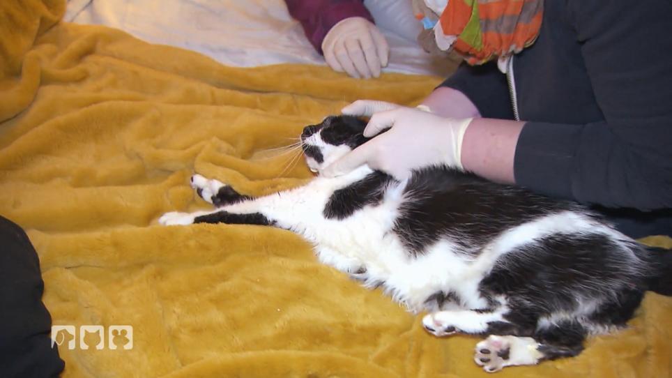 Eine Katze in Not Eine Katze in Not