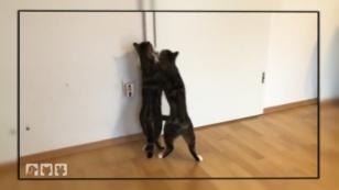 Diese Katzen benehmen sich wie Raubtiere Diese Katzen benehmen sich wie Raubtiere