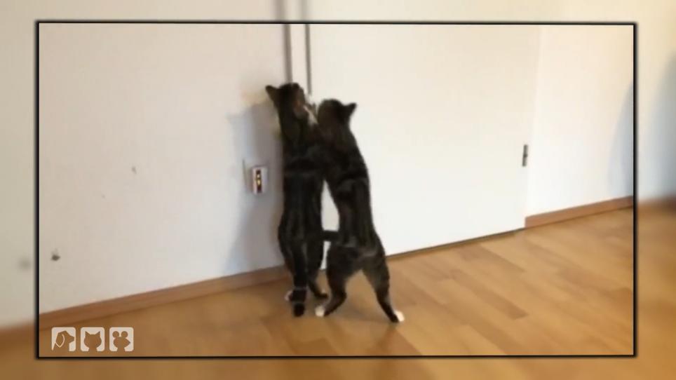 Diese Katzen benehmen sich wie Raubtiere Diese Katzen benehmen sich wie Raubtiere