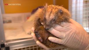 Mähroboter gefährden Igel Mähroboter gefährden Igel