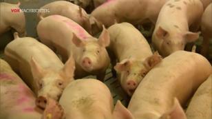 Sauenstau bei Tönnies Sauenstau bei Tönnies