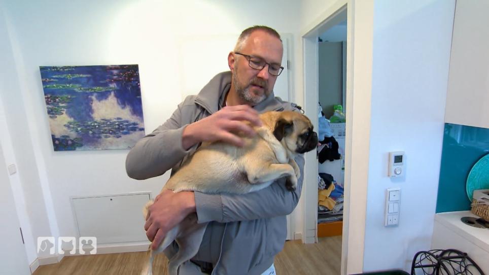 Mops Maya hustet Mops Maya hustet