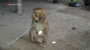 Die Kokos-Qual aus Thailand Die Kokos-Qual aus Thailand