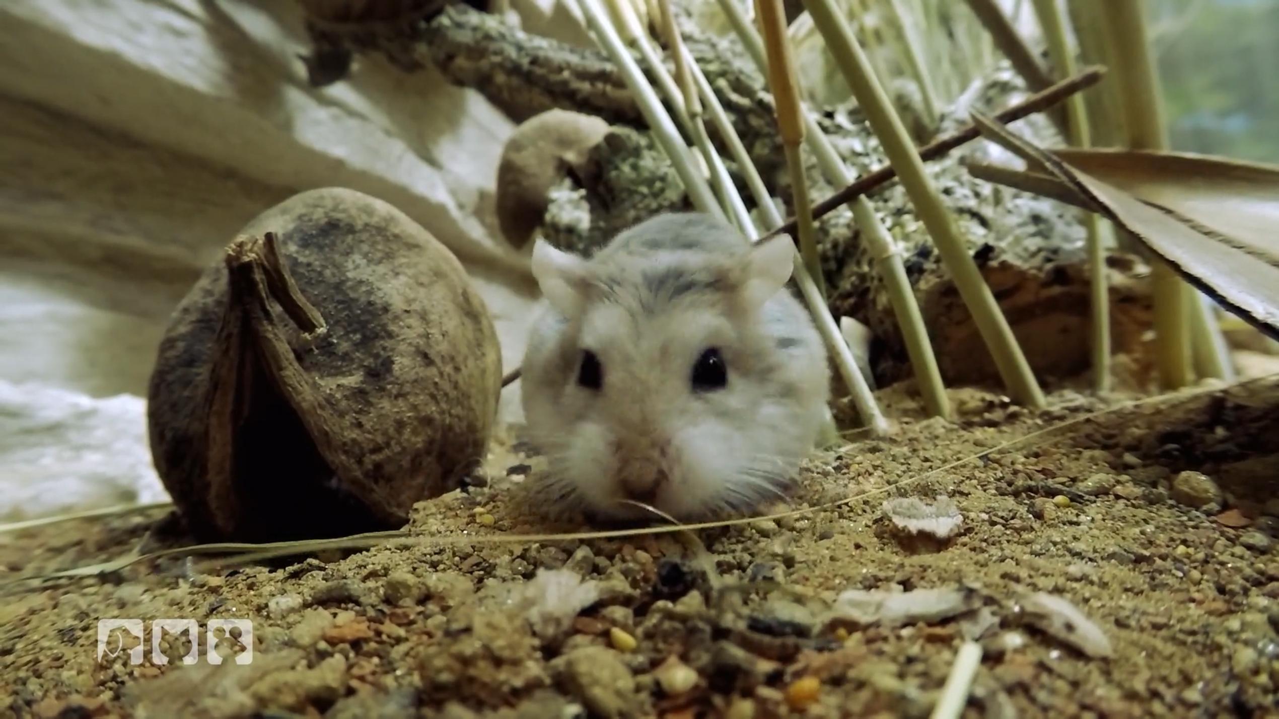 Hamsterdame Berta lebt im Hamster-Paradies Hamsterdame Berta lebt im Hamster-Paradies