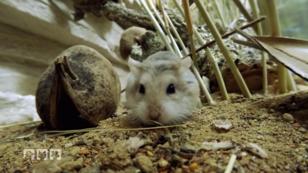Hamsterdame Berta lebt im Hamster-Paradies Hamsterdame Berta lebt im Hamster-Paradies