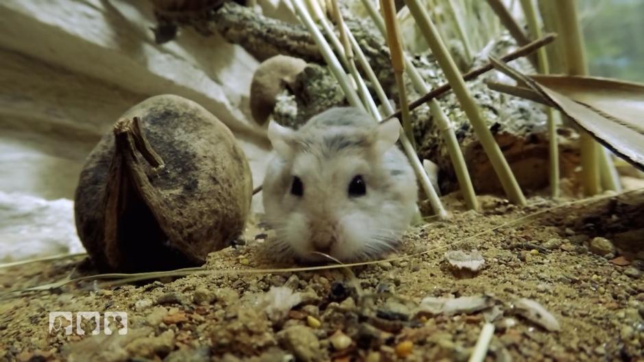 Hamsterdame Berta lebt im Hamster-Paradies Hamsterdame Berta lebt im Hamster-Paradies