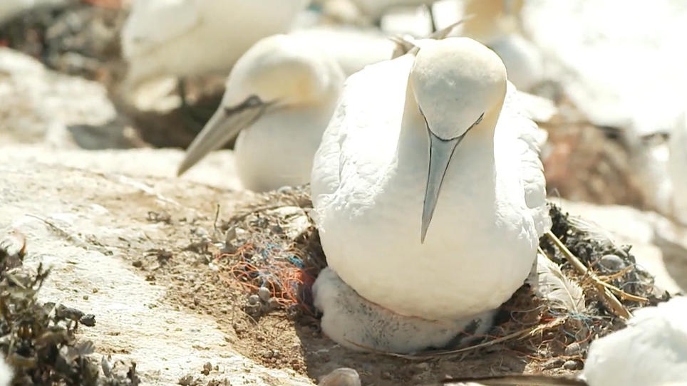 Basstölpel-Nester aus Plastik Basstölpel-Nester aus Plastik