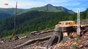 Holzmafia fällt auch in Naturschutzgebieten Holzmafia fällt auch in Naturschutzgebieten