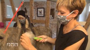 Fellpflege im Friseursalon für zottelige Extremfälle Fellpflege im Friseursalon für zottelige Extremfälle