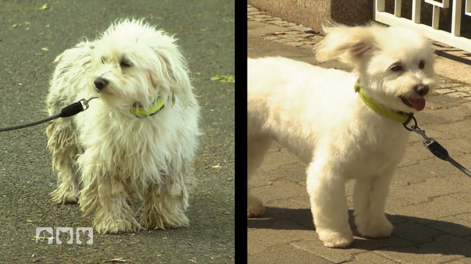 Aus dem verfilzten Hund wurde ein kuscheliges Fellknäuel Aus dem verfilzten Hund wurde ein kuscheliges Fellknäuel
