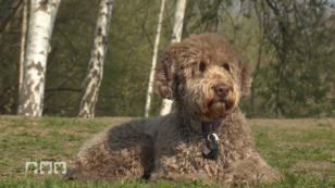 Diese Mythen ranken sich um den Labradoodle Diese Mythen ranken sich um den Labradoodle