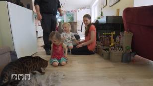 Wie reagieren die Katzen auf die neue Umgebung? Wie reagieren die Katzen auf die neue Umgebung?