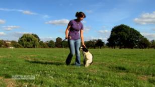 Amy und Mist üben für die Hütehund-Meisterschaften Amy und Mist üben für die Hütehund-Meisterschaften