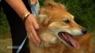 Maureens Hund Max hat erkannt, dass sie Krebs hat Maureens Hund Max hat erkannt, dass sie Krebs hat