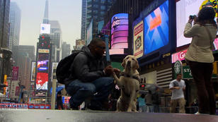 Blindenhund Tommy hat eine Riesen-Aufgabe Blindenhund Tommy hat eine Riesen-Aufgabe
