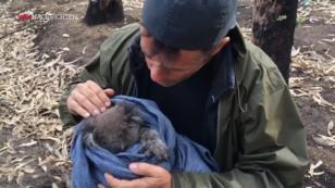Hoffnung für Koalas Hoffnung für Koalas